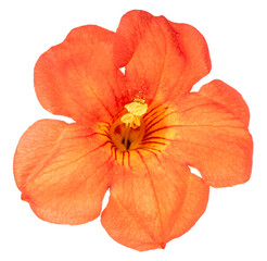 Chinese Trumpet Vine isolated on white background, Orange Chinese Trumpet Vine on white Background...