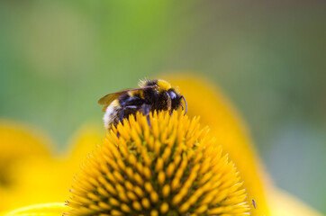 Buff-tailed bumblebee on yellow Coneflower