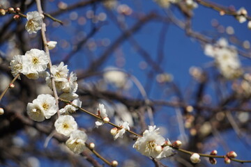 梅の花