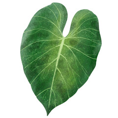 Bright hand drawn watercolor colocasia leaf with paper texture.