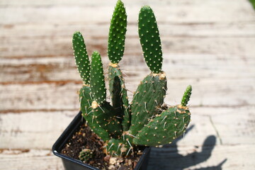 Opuntia quitensis Opuncja