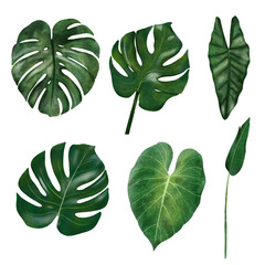 Set or hand drawn watercolor monstera leaves, banana leaf, colocasia and alocasia leaf with paper texture.