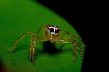 jumping spider on green leaf, close up of a jumping spider.