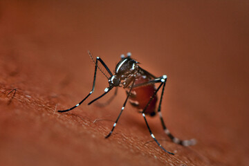 mosquito on the skin of human, closeup of photo