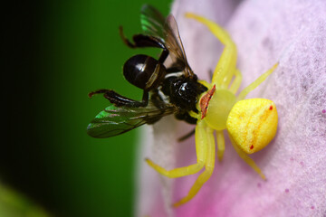 Yellow crab spider on a flower with its prey in nature. Macro. Close-up.