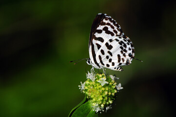 TINY BUTTERFLY ON TINY LITTLE FLOERS SUCKING NECTAR IN DARK GREEN BACKGROUND - MACRO PHOTOGRAPHY.