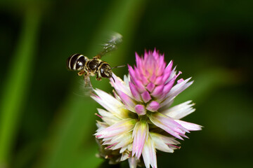 Bee on a flower in the garden. Macro photography of insect.
