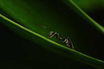 Black Ant on a leaf - macro photography