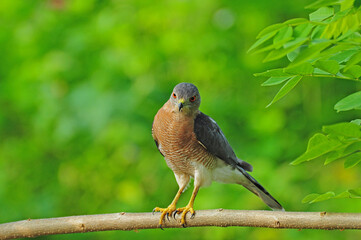 Shikra perched on a tree aiming at a pray in nice green background.