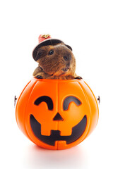 Guinea pig sitting in Halloween trick or treat bucket on white background
