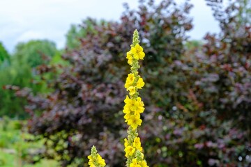 Yellow flowers of mullein, Verbascum densiflorum Bertol. in the family: Scrophulariaceae. Health drugs, medicinal plant