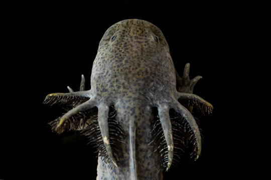 Grown up Mexican Axolotl with gills swimming on dark background