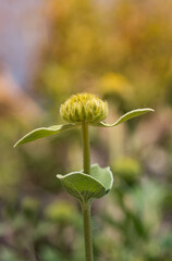 Yellow Jerusalem Sage flower