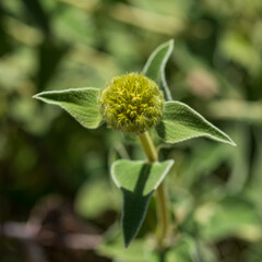 Phlomis fruticosa flower
