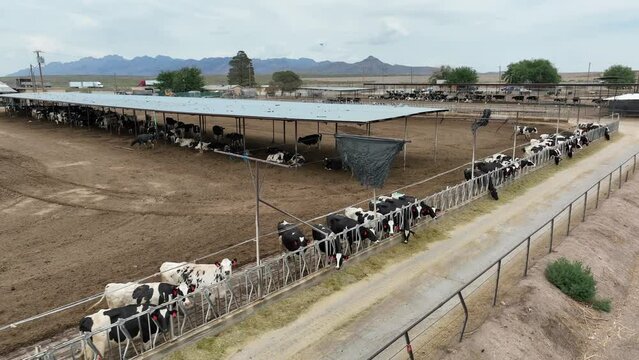 Cattle eating out of feed trough at feedlot in USA. Aerial establishing shot of Holstein dairy and beef cows.