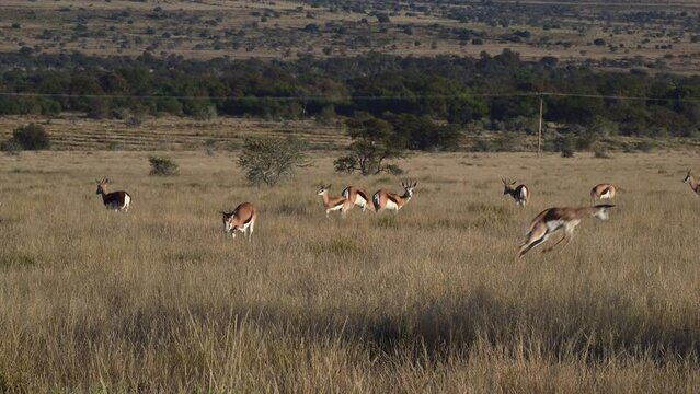 Springbok (antidorcas marsupialis ) herd grazing in early morninglight, one is pronking, with bulged out gland fold skin ,Mountain Zebra N.P.