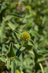 Phlomis fruticosa-looking Turkish sage also sometimes called Jerusalem sage