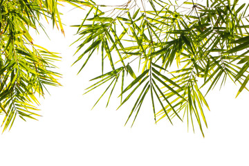 Obraz premium Green bamboo leaf isolated on white background..