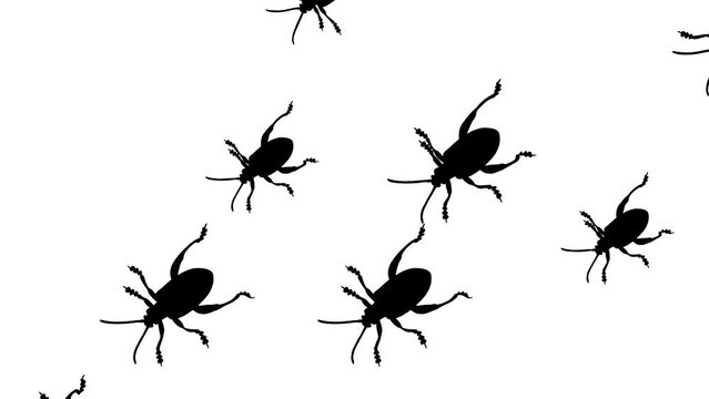 Walking beetles, animation on the white background (seamless loop)