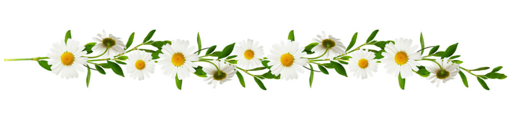 Floral garland with twigs of green grass with daisy flowers isolated on white or transparent background - 627613810