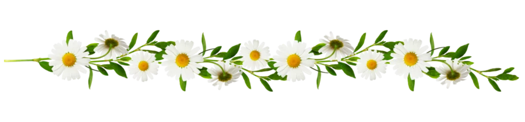 Fototapeten Floral garland with twigs of green grass with daisy flowers isolated on white or transparent background © Ortis