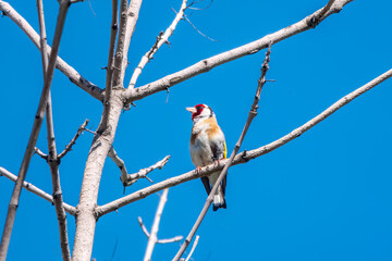 Detailed photo of an european goldfinch between branches