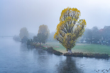 Heidelberg Neckarwiese meadow on a foggy autumn morning - obrazy, fototapety, plakaty
