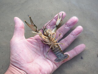 Live crayfish in the hand of a fisherman close-up