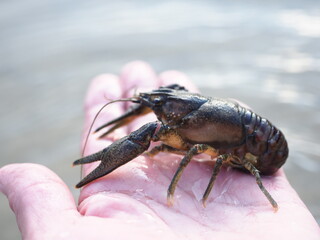 Live crayfish in the hand of a fisherman close-up