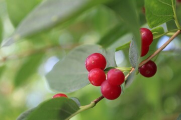 Poisonous fly agaric fruits( Lonicera xylosteum) fly honeysuckle Honeysuckle Branch with Red Berries