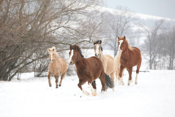 Nice horses moving on pasturage in winter