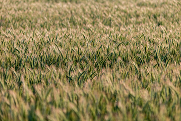 Young (green) rye field. Selective focus. Prefect for background.
