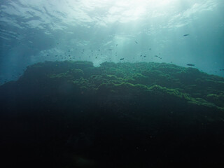 An underwater photograph capturing the serene and mysterious beauty of the ocean floor. The image features a stunning view of a coral reef, bathed in gentle sunlight filtering through the water’s surf