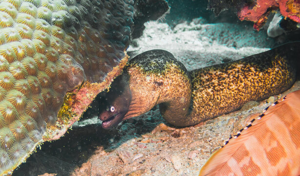 An underwater photograph showcasing a vibrant marine ecosystem. The image features a close-up view of a moray eel nestled among colorful corals and marine life. The eel&rsquo;s expressive eyes and textured 