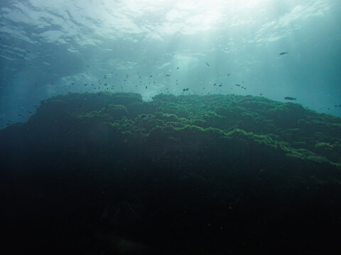 An underwater photograph capturing the serene and mysterious beauty of the ocean floor. The image features a stunning view of a coral reef, bathed in gentle sunlight filtering through the water&rsquo;s surf
