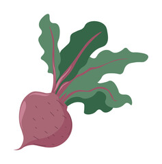 Beetroot with leaves, organic and natural product