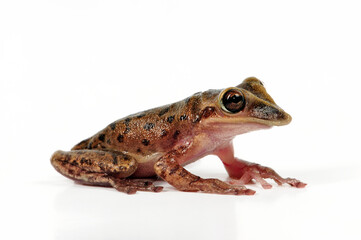 Yucatan Casquehead Treefrog // Yucatán Helmkopflaubfrosch (Triprion petasatus)