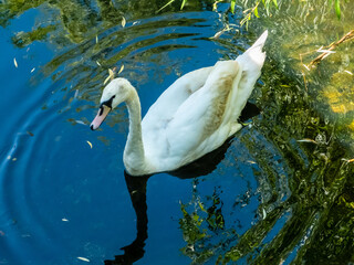 graceful white swan swims in a pond close-up