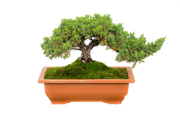 bonsai tree isolated on white