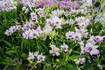 pink and white flowers