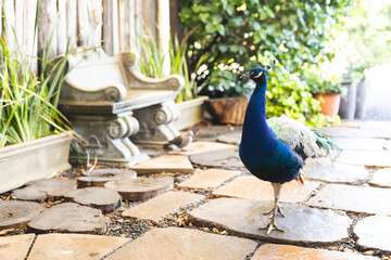 Close up of blue peacock walking in garden