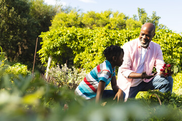 Happy african american grandfather and grandson collecting vegetables in garden