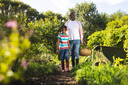 African american grandfather and grandson holding basket with vegetables, walking in garden