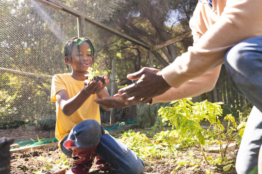 Happy african american grandfather and grandson holding seedling in garden