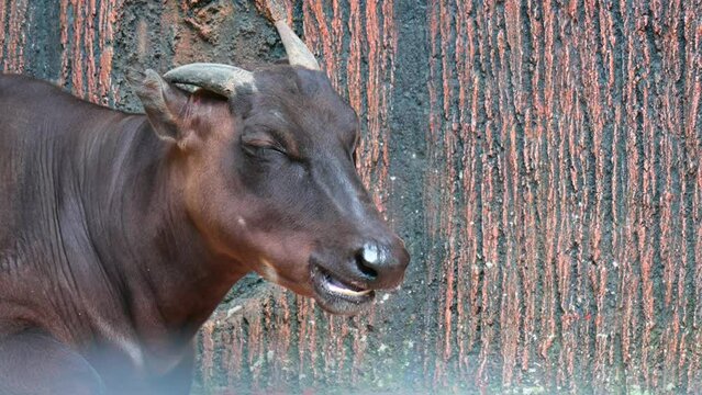 a rare glimpse into the remarkable nature of the anoa's presence and its role in its natural habitat.