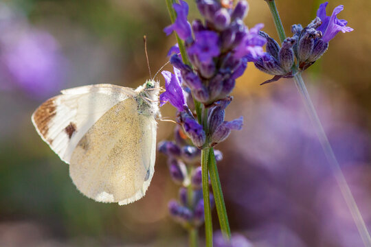 Macro photo of a butterfly, on lavender