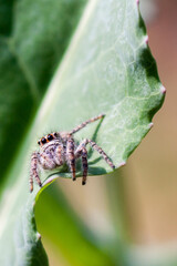 Macro photo of a spider