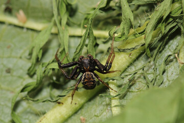xysticus kochi spider macro photo