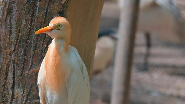  the leisurely moments of Bubulcus ibis in this video as they take a break from their activities.