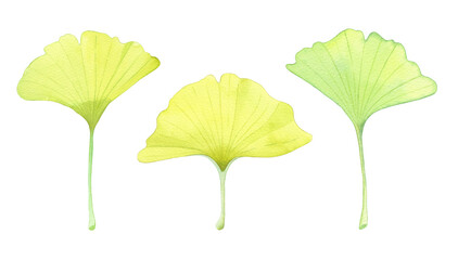 Illustration of three ginkgo leaves in watercolor, isolated 
